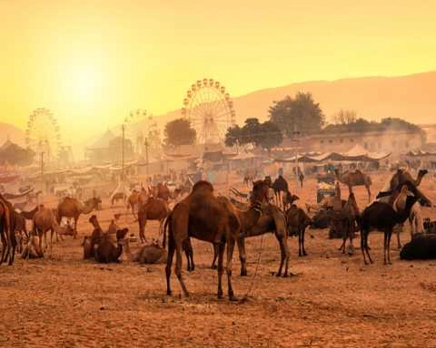 Experience Pushkar Camel Fair Like A Local