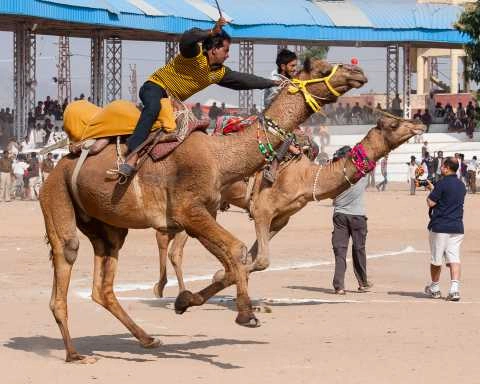 Witness the Iconic Camel Trading Spectacle