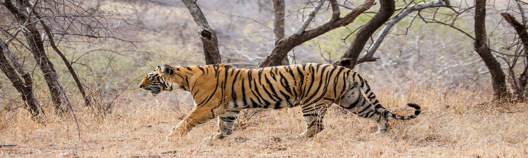 golden triangle tour with ranthambore
