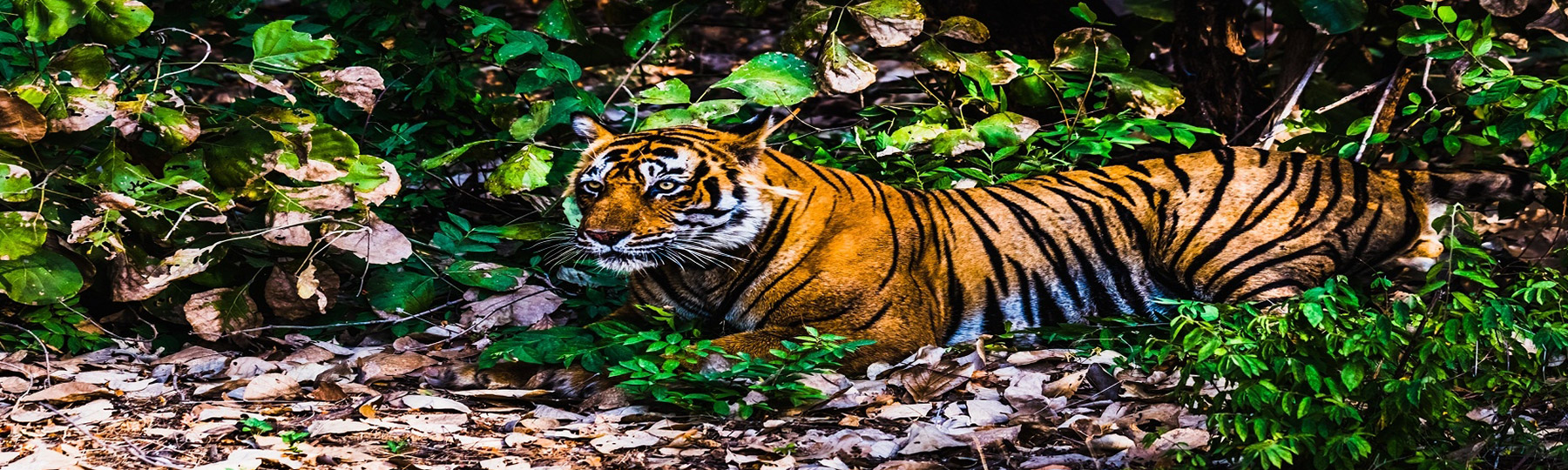 holi with ranthambore tour package