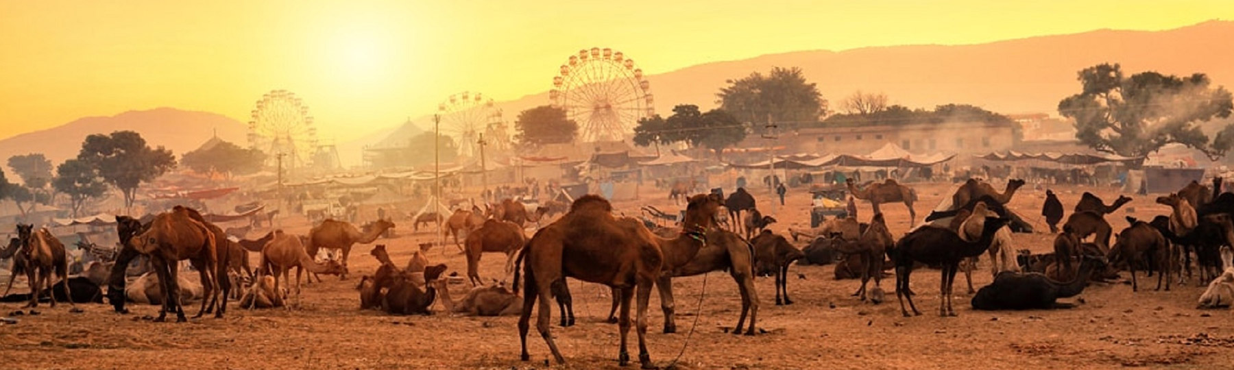pushkar fair tour package