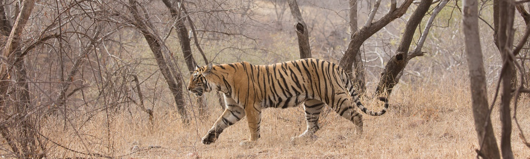 Tiger safari at ranthambore national park - GeTS Holidays