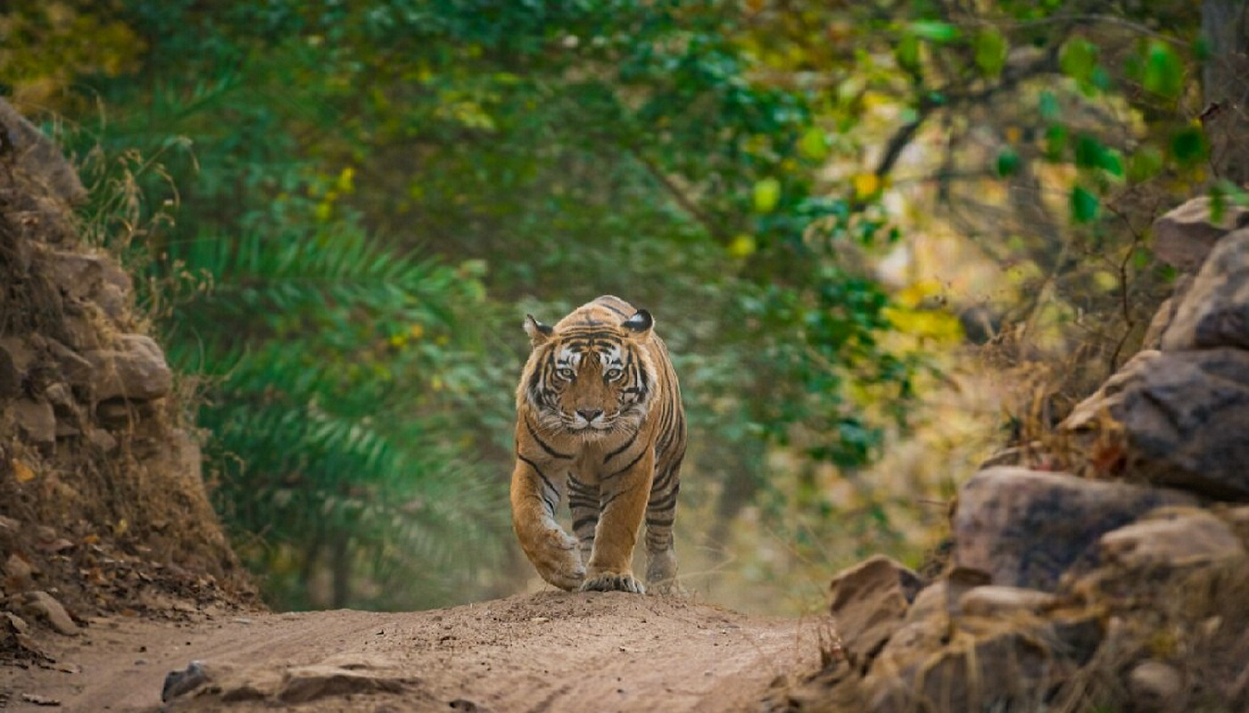 tiger safari at ranthambore tour