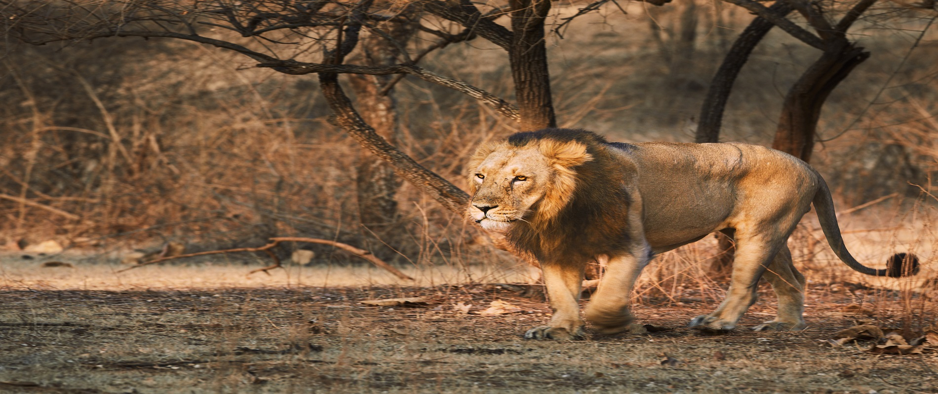 rann utsav with temples tour packages