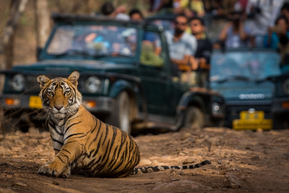 Golden Triangle Tour With Tiger Safari