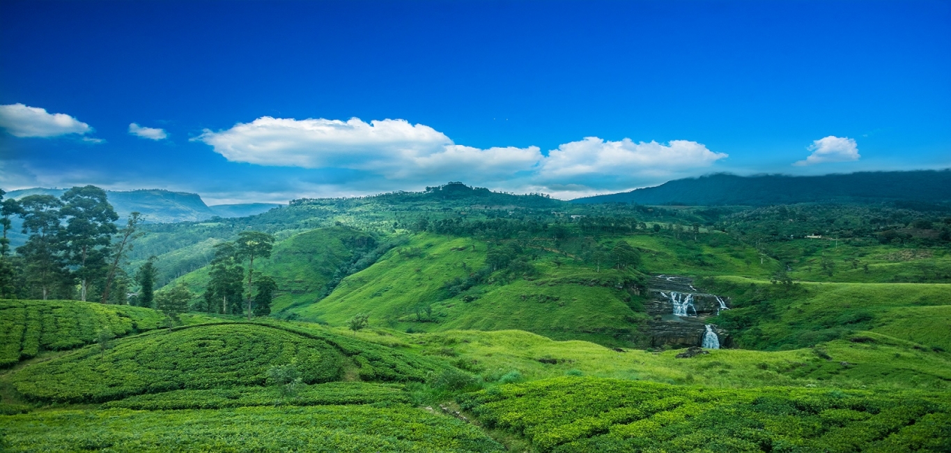 Sri Lanka With Tea, Safari & Buddha Relics