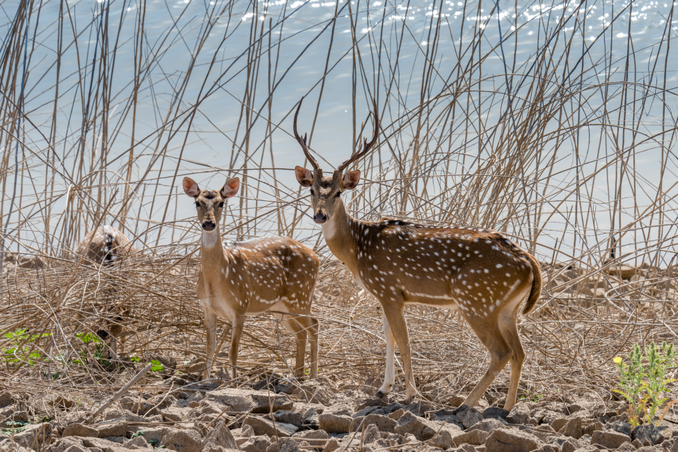 Gujarat's Wildlife and Holy Halts