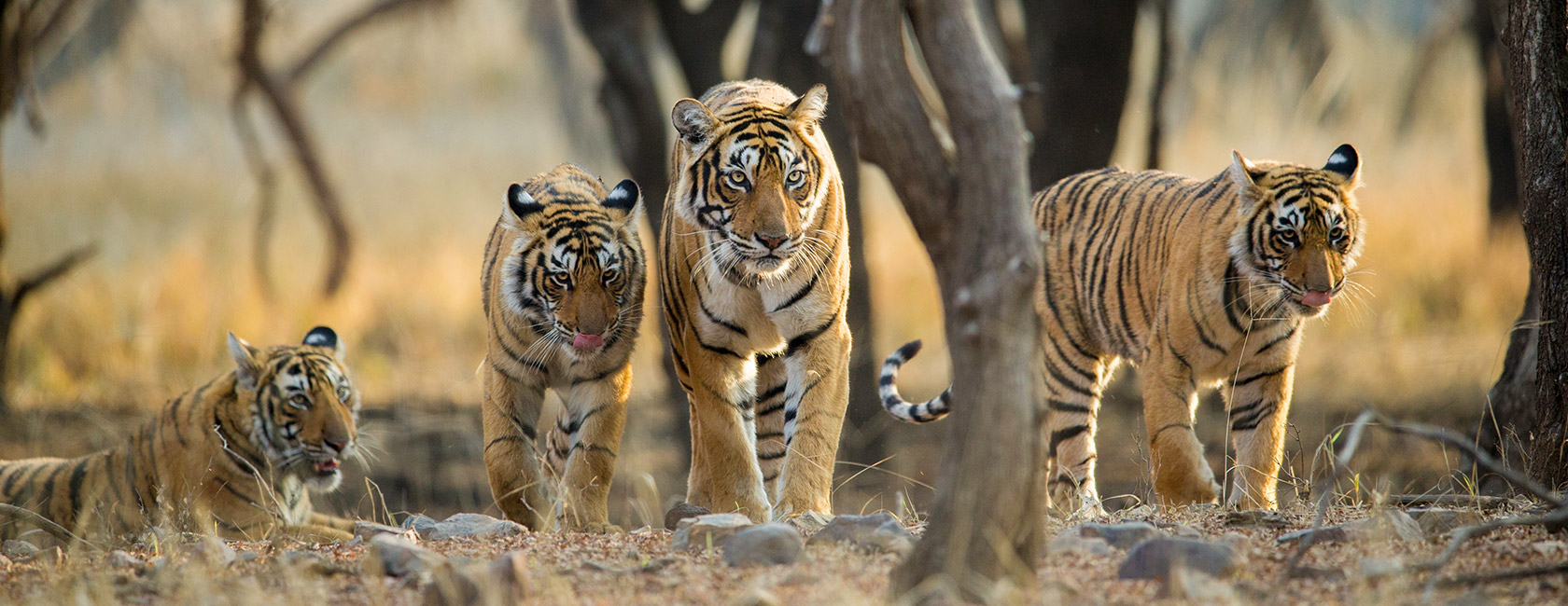 All Inclusive 3 Days Safari at Ranthambore National Park from Delhi