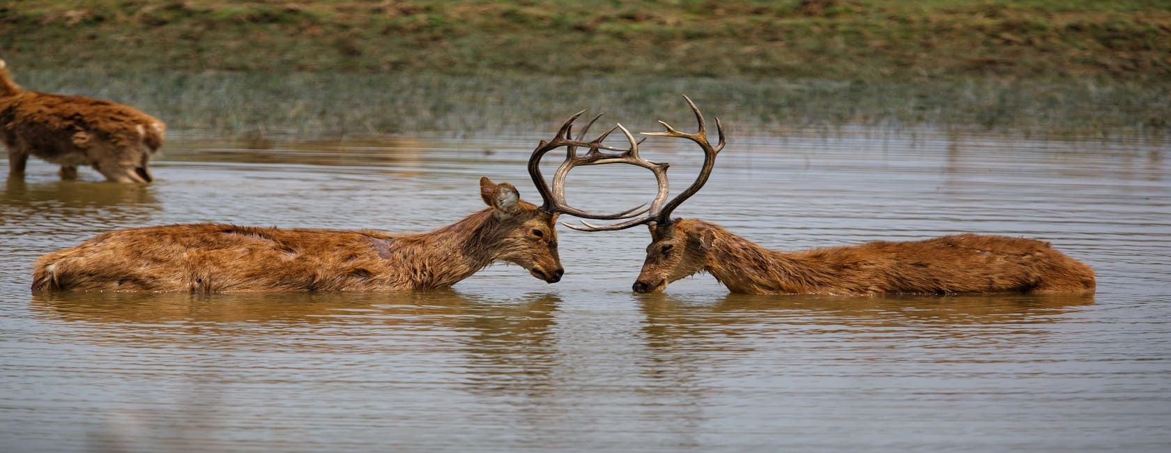 Wildlife Tour of Madhya Pradesh